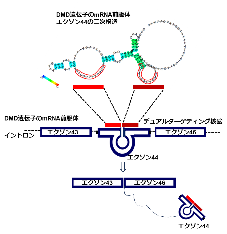 デュアルターゲティング核酸の概念図